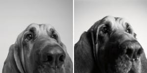 libro-retratos-perros-envejeciendo-amanda-jones-1