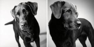 libro-retratos-perros-envejeciendo-amanda-jones-2