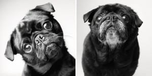 libro-retratos-perros-envejeciendo-amanda-jones-3-2