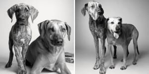 libro-retratos-perros-envejeciendo-amanda-jones-6