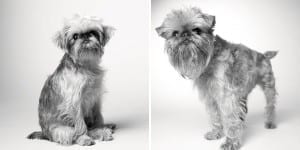 libro-retratos-perros-envejeciendo-amanda-jones-7
