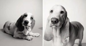 libro-retratos-perros-envejeciendo-amanda-jones-9