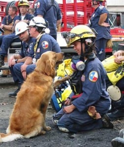 perro-rescate-11s-superviviente-16-cumpleanos-bretagne-5