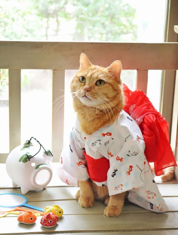 Gatos-en-Kimono