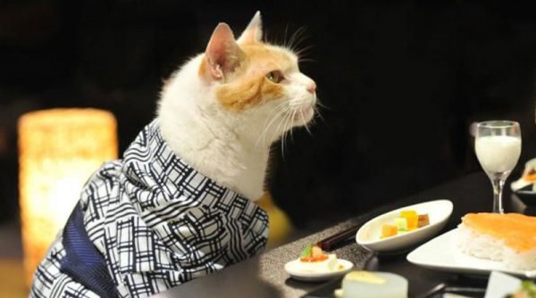 adorables-fotos-de-gatos-vestidos-con-kimonos