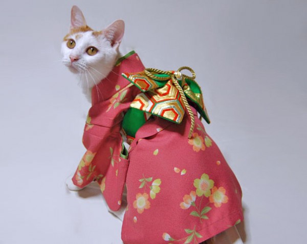 gatos-kimonos-japon-6