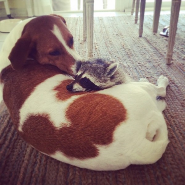 mapache-rescatado-pumpkin-laura-young-17