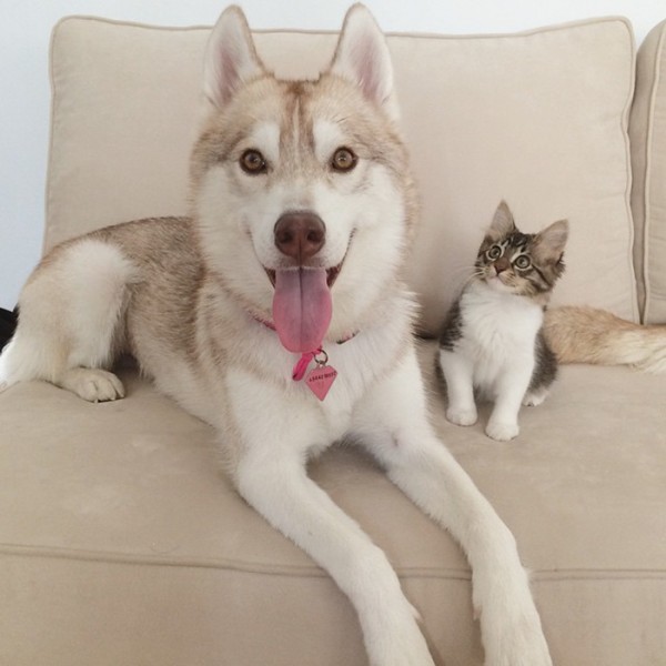 gato-rosie-amistad-3-perros-huskies-11