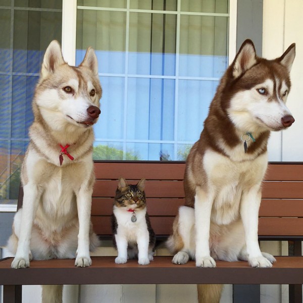 gato-rosie-amistad-3-perros-huskies-12