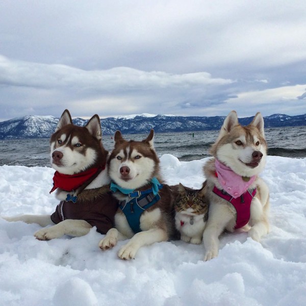 gato-rosie-amistad-3-perros-huskies-3