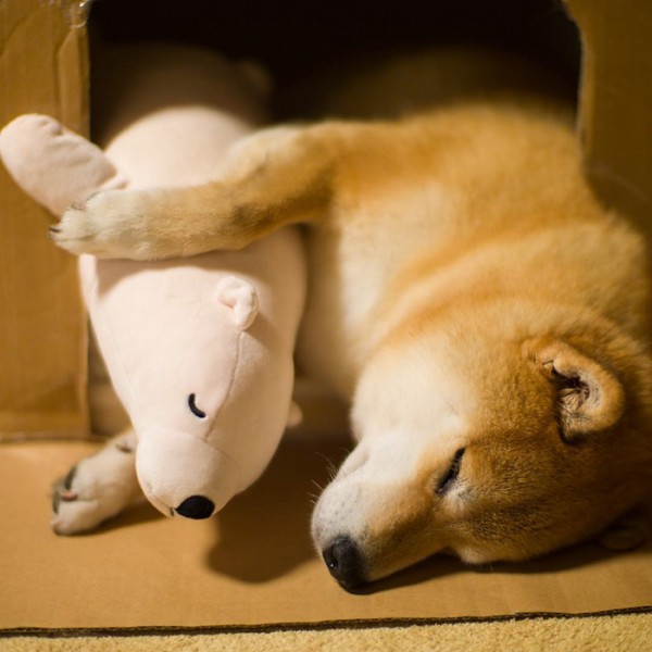 perro-shiba-inu-maru-dormir-igual-oso-peluche-10
