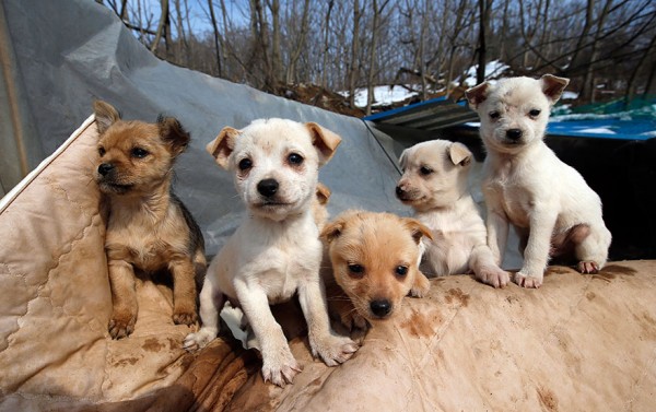 200-perros-rescatados-jung-myoung-sook-corea-sur-1