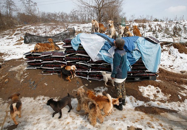 200-perros-rescatados-jung-myoung-sook-corea-sur-3