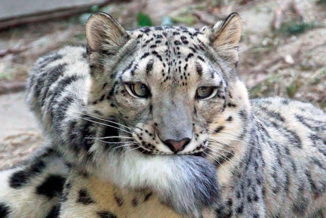 A los Leopardo de las nieves les encanta morderse la cola | Infogate