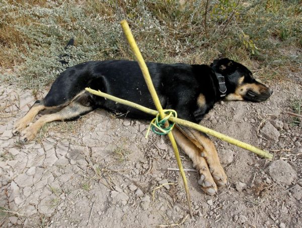 Perro que ayudo a enterrar a otro perro