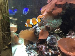 pez payaso Nemo