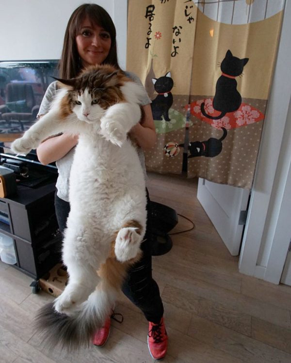 ¡samson: el gato gigante que mide 120 cms y pesa 13 kilos 