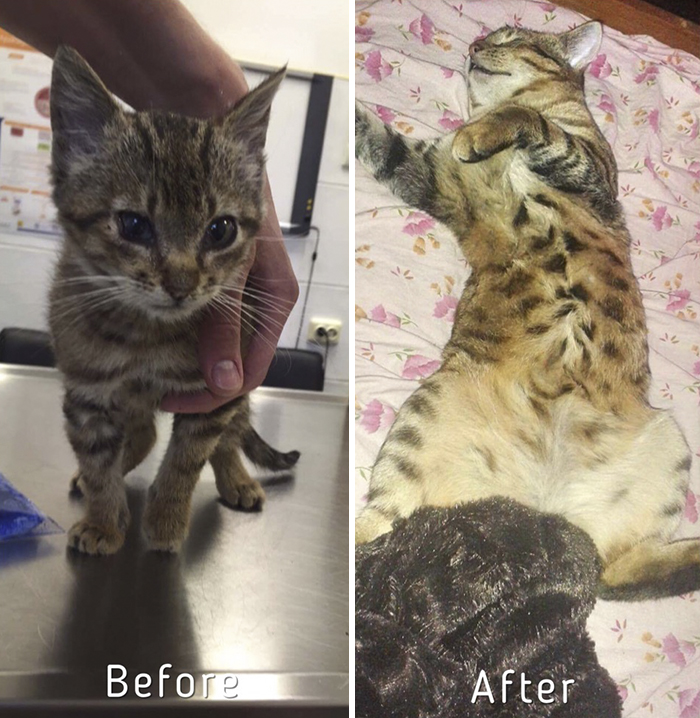 A-girl-from-Latvia-rescued-more-than-350-homeless-cats-during-last-2-years-58bd3774a2adf__700