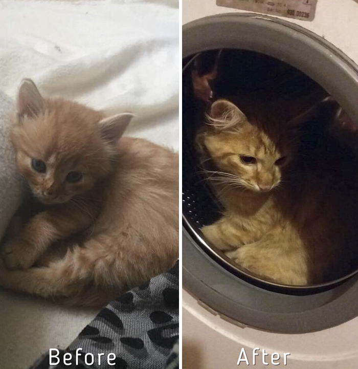 A-girl-from-Latvia-rescued-more-than-350-homeless-cats-during-last-2-years-58bd37863d15d__700