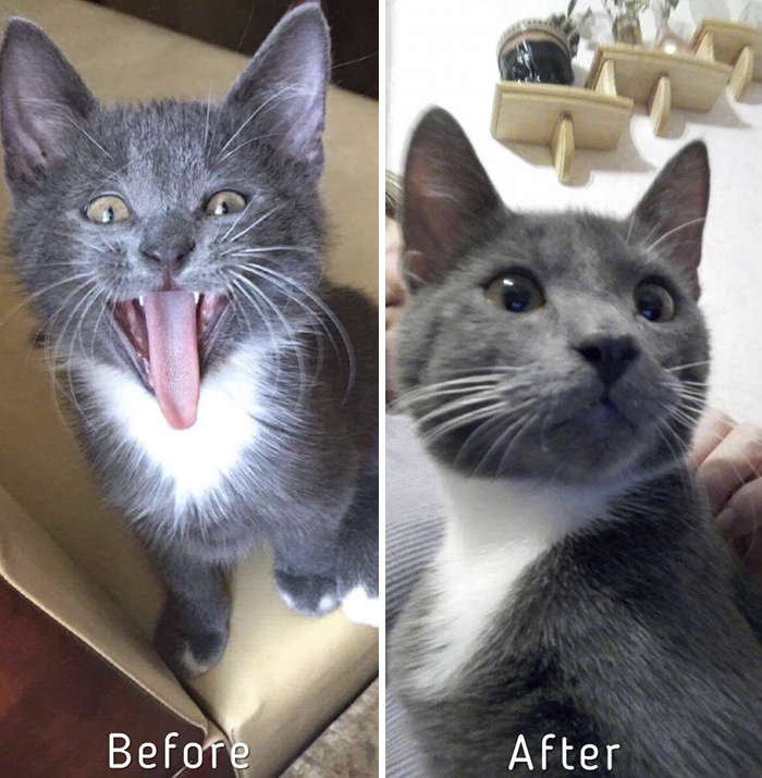 A-girl-from-Latvia-rescued-more-than-350-homeless-cats-during-last-2-years-58bd378f48aa5__700