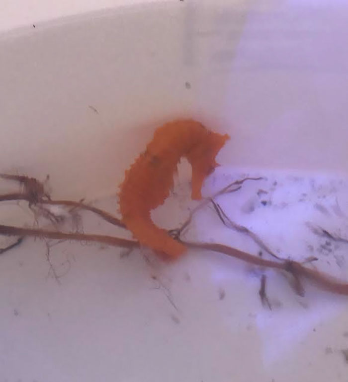girl-rescues-seahorse-cheeto-4