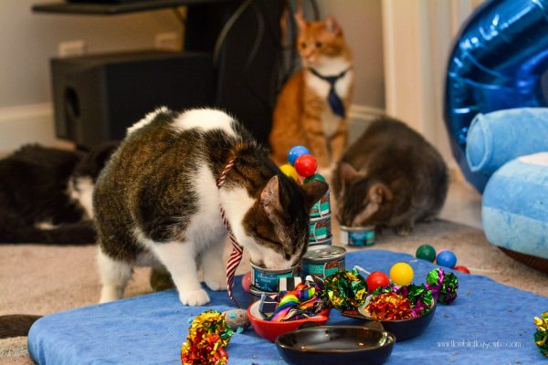 Chowing-down-on-wet-food-at-a-cat-birthday-party