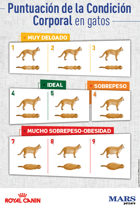 Puntuación de la condición corporal en gatos