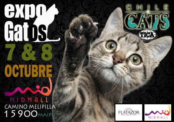 FOTOS CONCURSO GATOS (3)