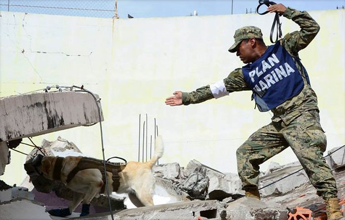mexico-earthquake-hero-rescue-dog-frida-3-59c3b35f5ae53__700