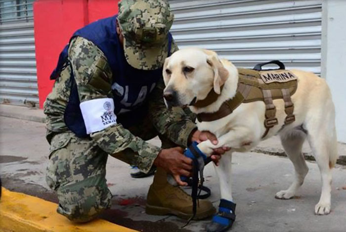 mexico-earthquake-hero-rescue-dog-frida-5-59c3b3649c1ee__700