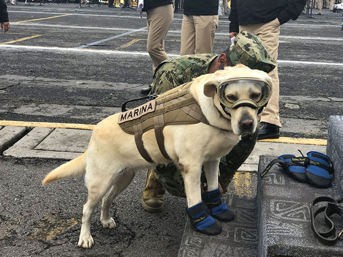 mexico-earthquake-hero-rescue-dog-frida-8-59c3b36c51e93__700
