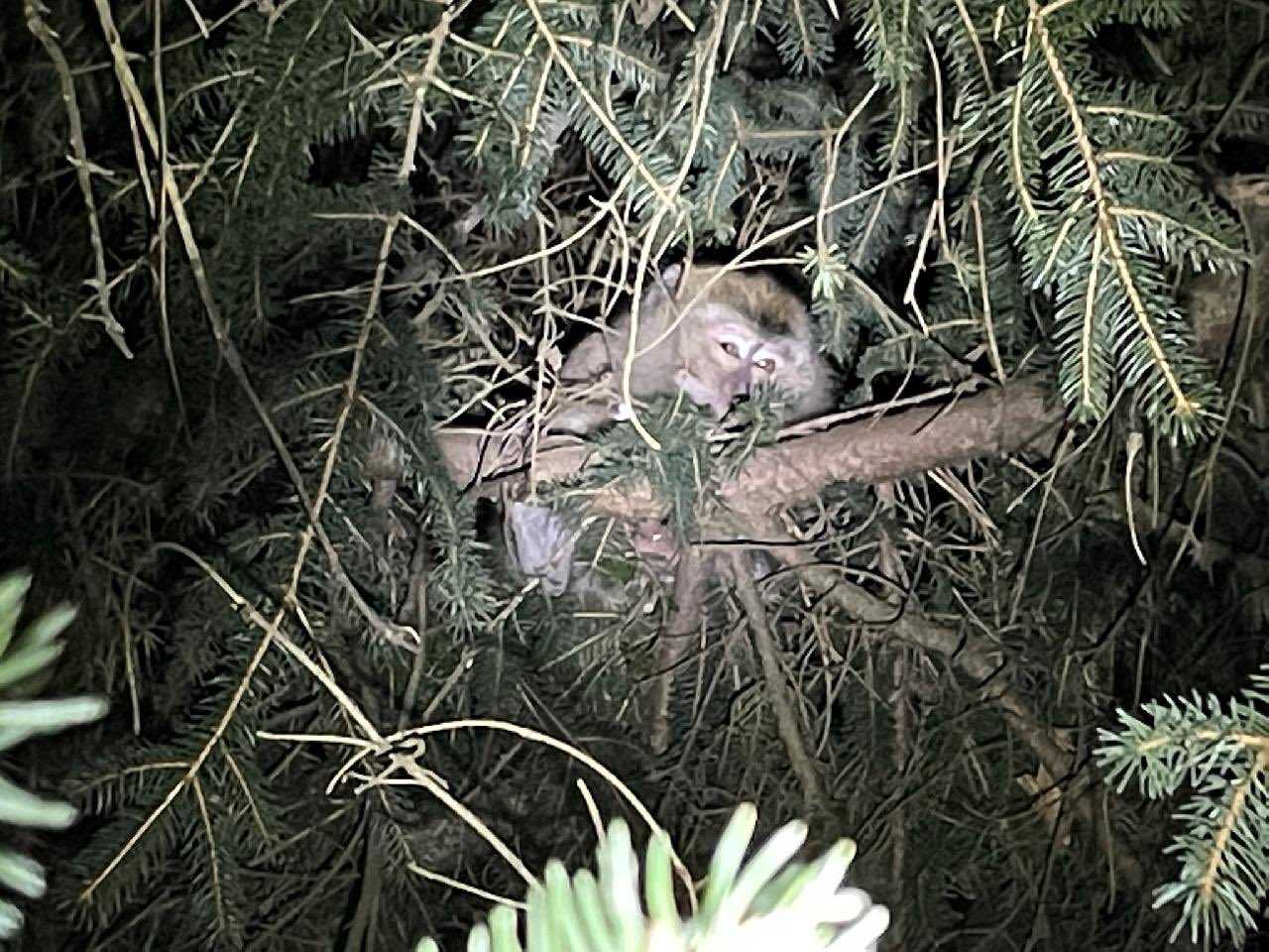monitos cangrejo1