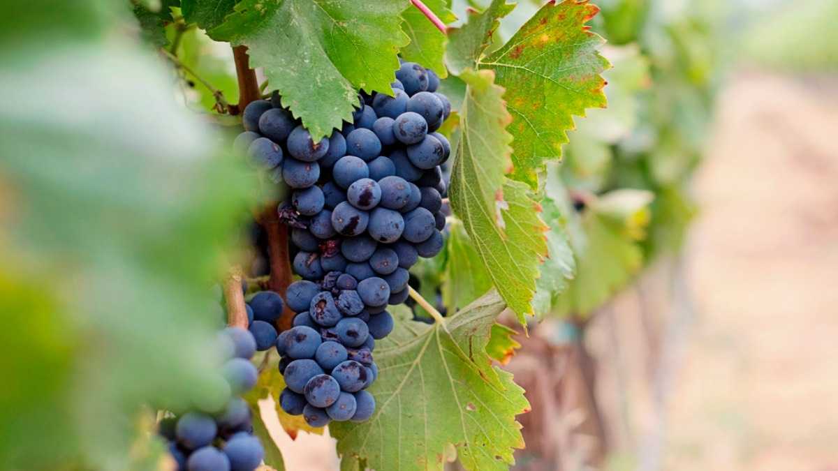 archivo infogate web-2-9