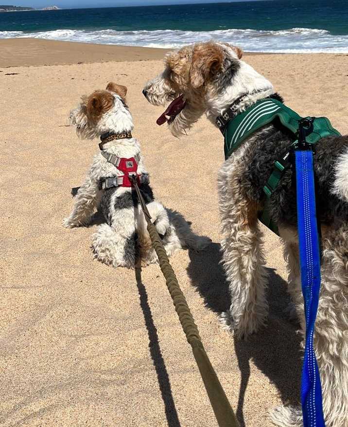 gingililibetenplaplayaoctubre4ok