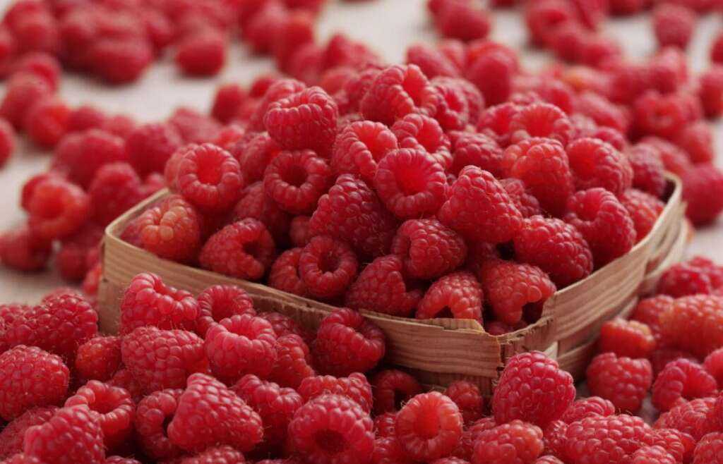 Frambuesas-1024x768-1-1024x658