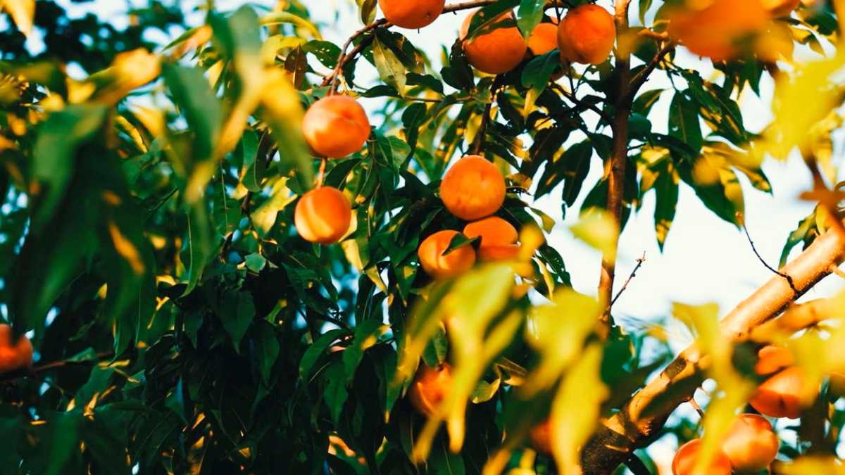 archivo infogate web-5-2-47