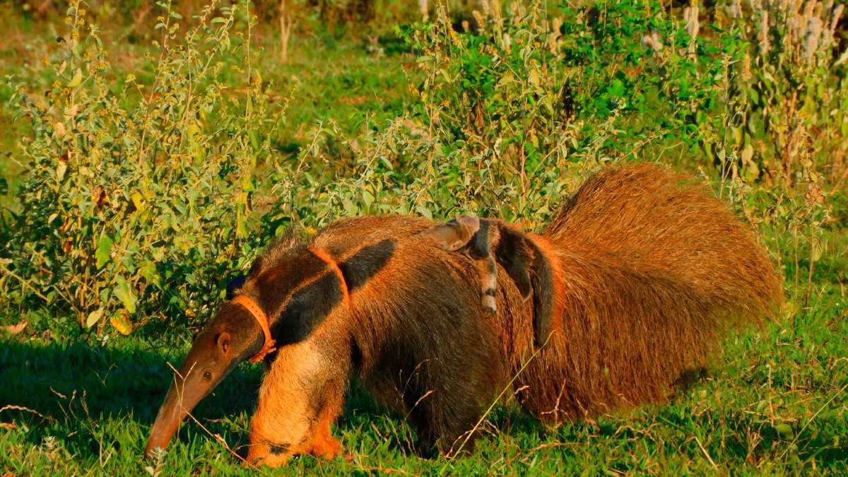 archivo infogate web-5-2-69