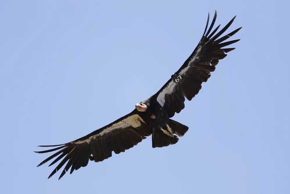 CONDOR DE EEUU