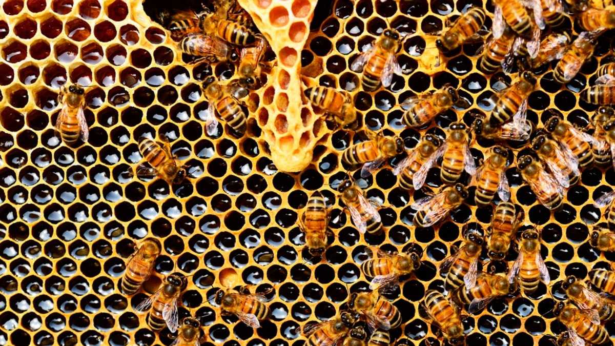 archivo infogate web-5-2-10