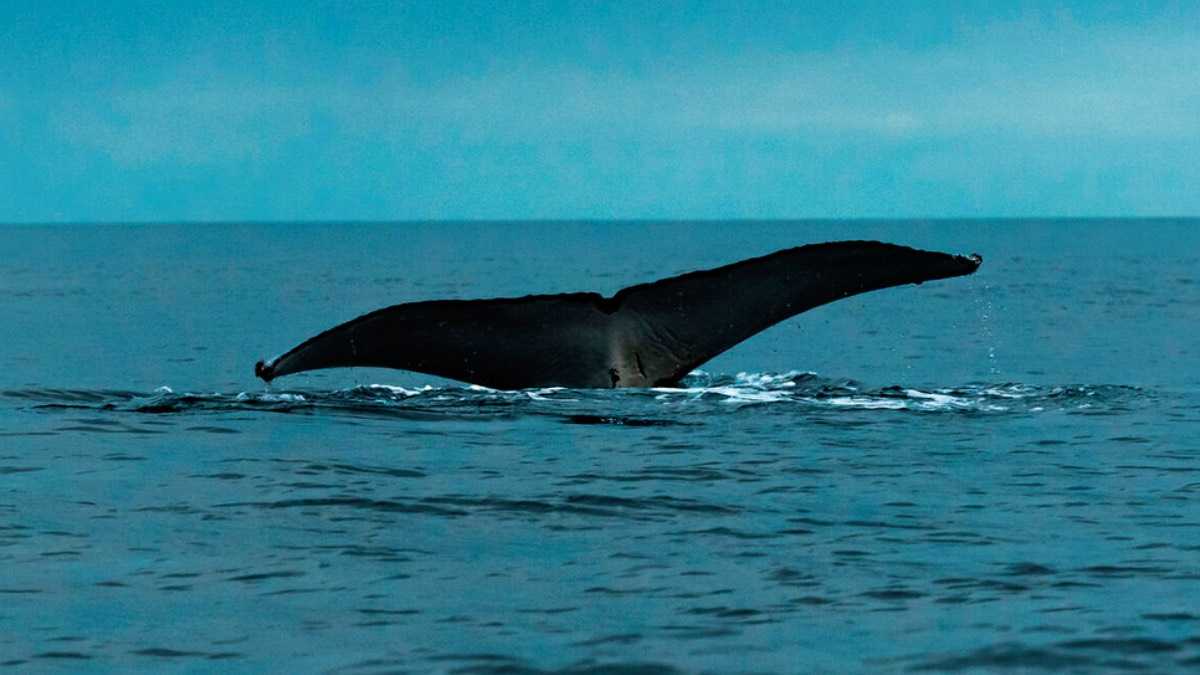 archivo infogate web-5-2-5