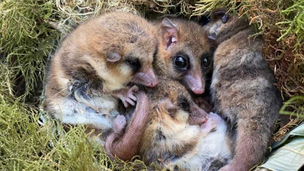 archivo-infogate-web-5-2-34-33-3