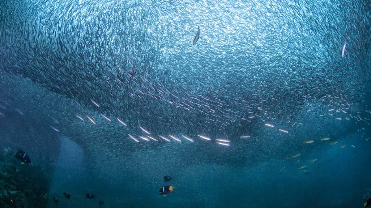 archivo infogate web-5-2-34-4