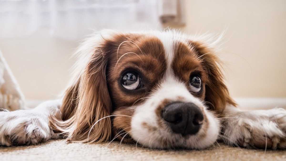 archivo infogate web-5-2-13-23