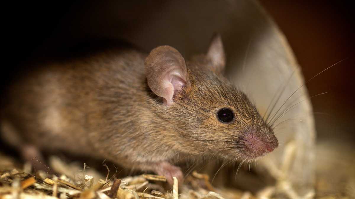 archivo infogate web-5-2-13-25