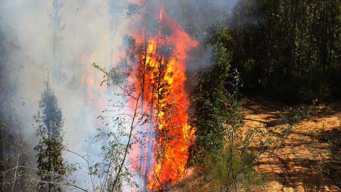 Incendio-forestal