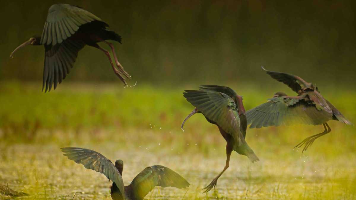 archivo infogate web-5-2-13-13