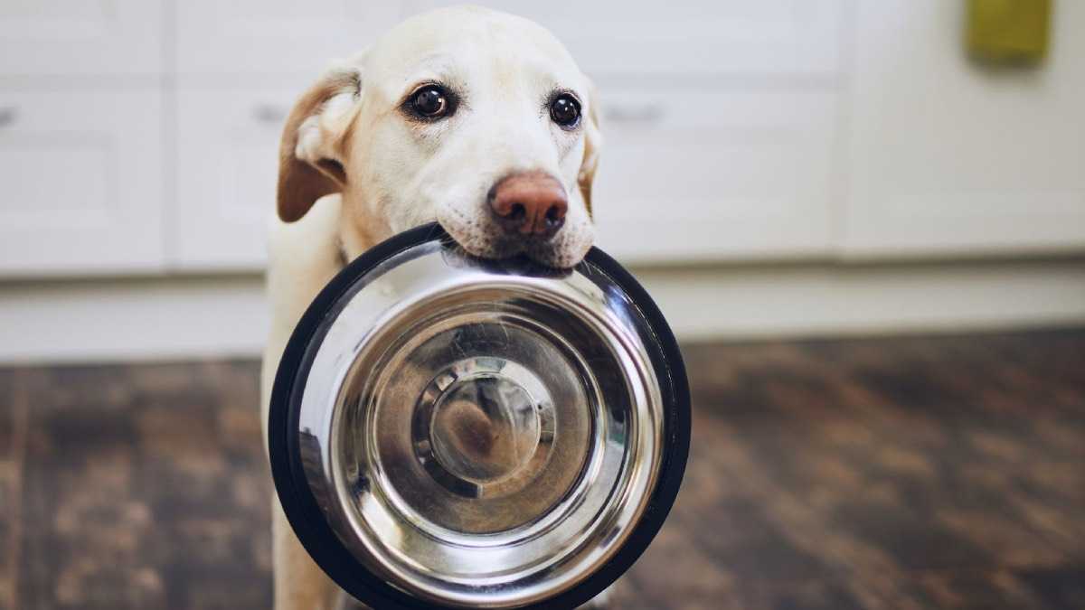 archivo infogate web-5-2-34-15