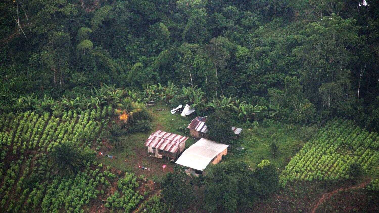 cultivos-ilicitos-bioma