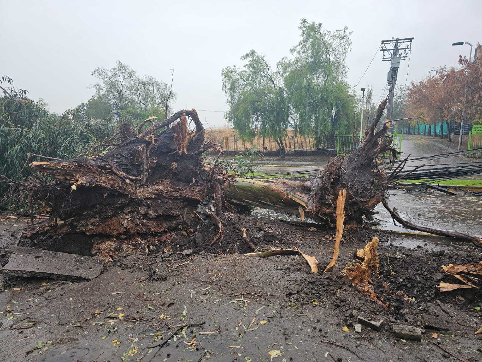arbol-sistema frontal