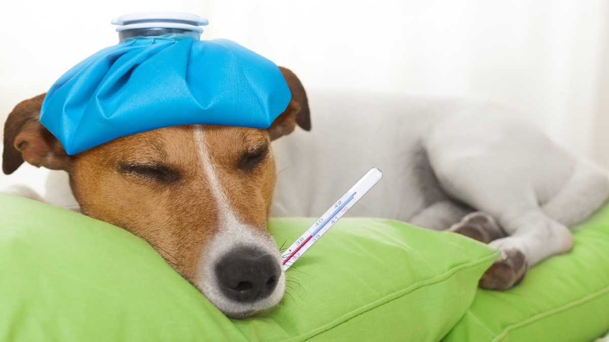 archivo infogate web-5-2-34-3